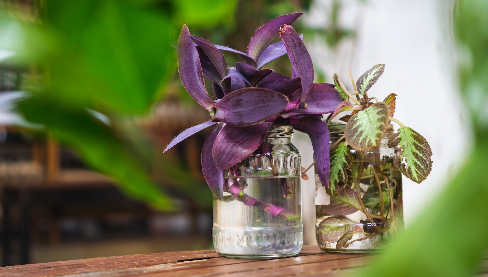 Begonia in jar